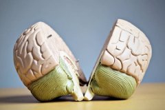 这正在很大程度上都基于对智力生物层面上的